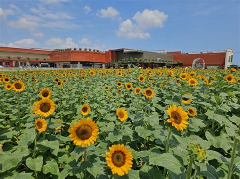 Floriad: A blooming destinatio­n in the South .
